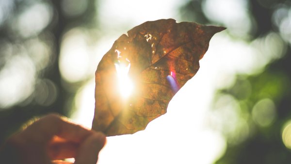 Person, die Blatt gegen die Sonne hält