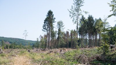 PHB Königsforster Wald bei Köln