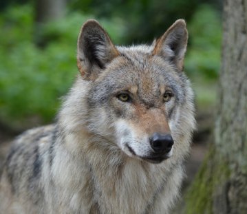 Wolf in NRW