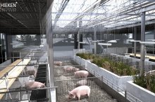 Virtuelles Modell von einem Stall mit mehreren Schweinen in den Boxen und mittiger Begrünung