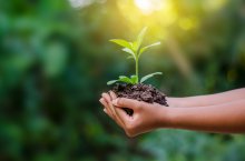 phb Nachhaltigkeit, Hand hält junge Pflanze, Umwelt (2021)